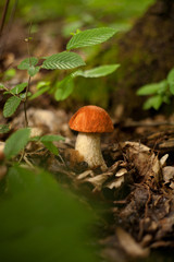 czerwoniak grzyb kozak prawdziwek grzyby las rośnie