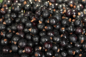 Fresh black currant on black background close-up