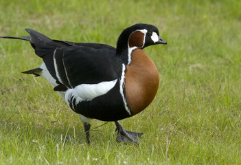 Red-breasted goose