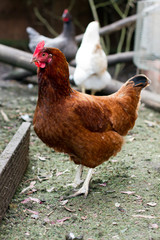 Hen