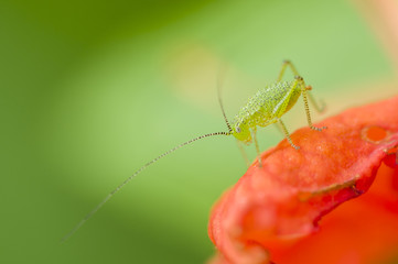 Green grasshopper