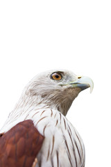 Eagle in front of a white background