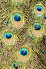 Fototapeta premium male peacock