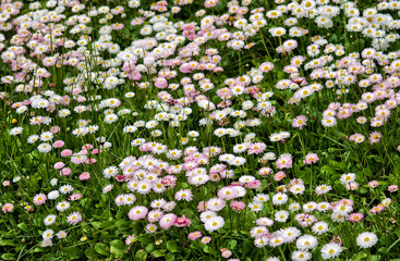 Fototapeta premium Small daisies, in assorted colors, side view