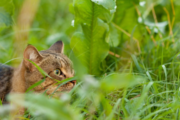 tabby cat on the hunt
