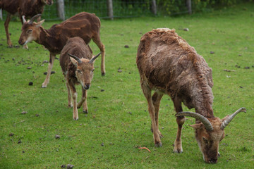 castlemilk moorit sheep