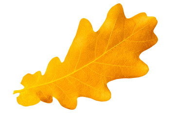 Naklejka na ściany i meble Yellow autumn leaf oak isolated on white background