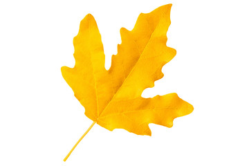 Yellow autumn leaf poplar isolated on white background