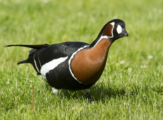 Red-breasted goose