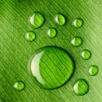 Water drops on leaf