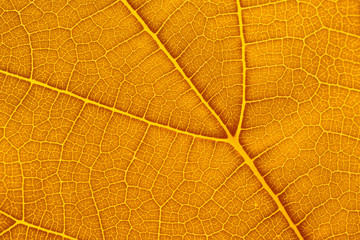 Fototapeta na wymiar Natural background texture of yellow autumn leaf closeup