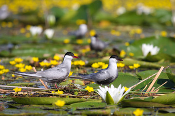 Adult common terns Sterna hirundo