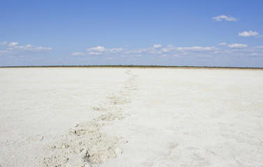 Animal footprints trail in a dry salt desert bed
