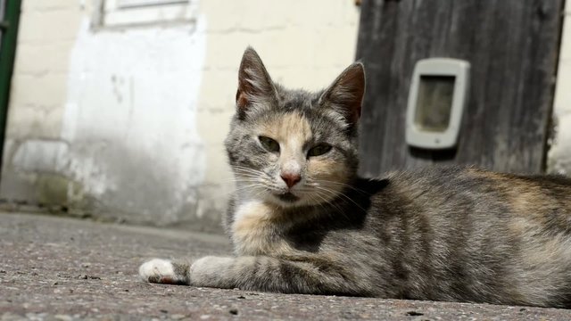 Ruhende Katze