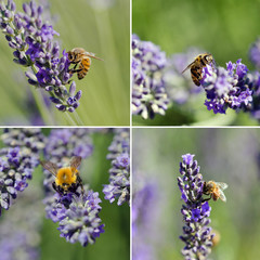 Ape su fiori di lavanda