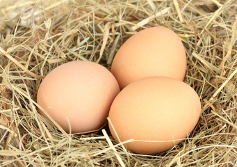 brown eggs in a nest of hay close-up