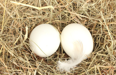 white eggs in a nest of hay close-up