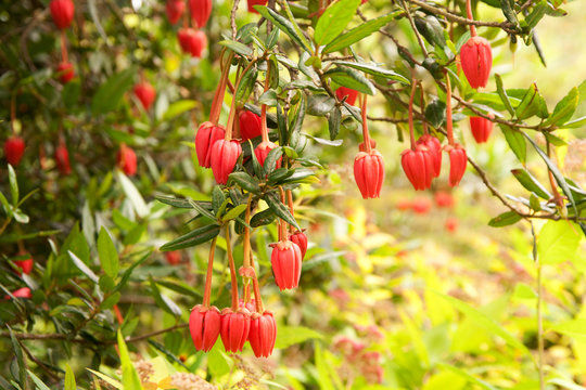 Crinodendron hookerianum or Chilean lantern tree
