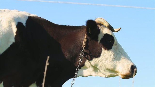 cow, a portrait