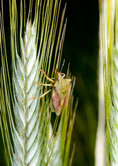 wild grains,bug and husks
