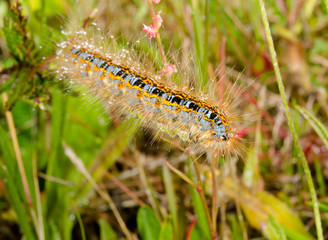ground lackey caterpillar (malacosoma castrensis)
