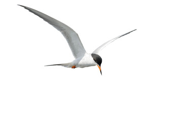 Common Tern in fright