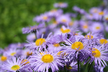 Erigeron hybridus - Azure Fairy fleabane