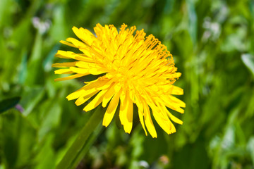 dandelion flower