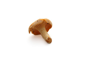 Fototapeta premium chanterelle