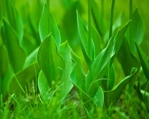 Succulent green leaves closeup