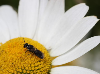 Wildbiene auf Margerite