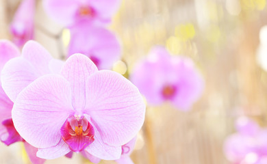 Naklejka na ściany i meble Orchid on the abstract blurred background