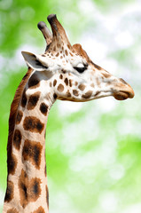 giraffe