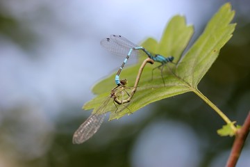 Paarungsrad der Gemeinen Becherjungfer (Enallagma cyathigerum)