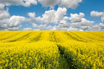 Obraz premium rapeseed in bloom