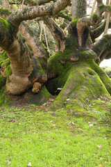 bent tree covered by moss Ajuda Botanical Garden, Lisbon, Portug
