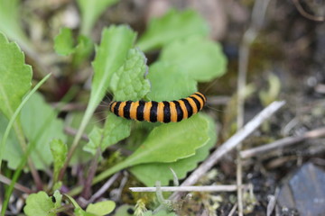 Raupe des Jakobskrautbären auf Huflattich