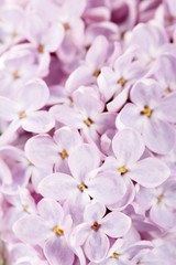 background of beautiful lilac flowers