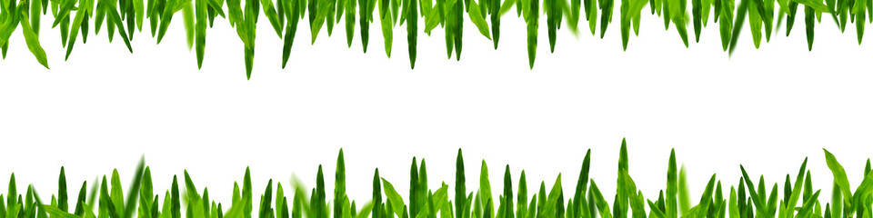 green Grass in white background