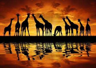 herd of giraffes in the sunset