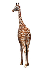 Obraz premium giraffe isolated