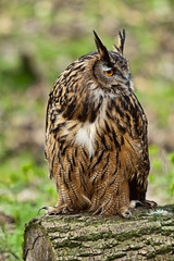 Great Horned Owl