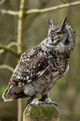 Eurpoean Eagle Owl