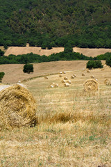 Row of haystacks in a field of wheat