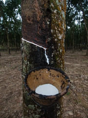 Rubber tree plantation