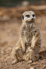 Fototapeta premium Meerkat sat on ground
