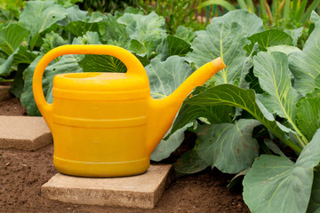 yellow watering can in vegetable garden