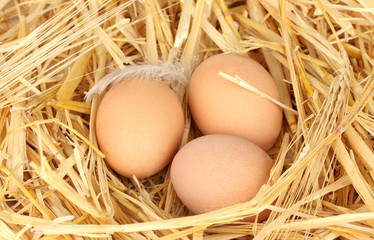 brown eggs in a nest of straw close-up