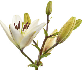 die Lilie  © MATTHIAS  BUEHNER