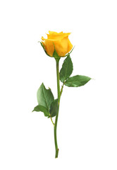 beautiful yellow rose isolated on white